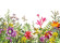 Skaben Fototapete Blumen Schmetterling Bunt / Weiß Raum1